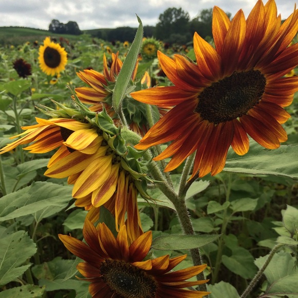 favorites418